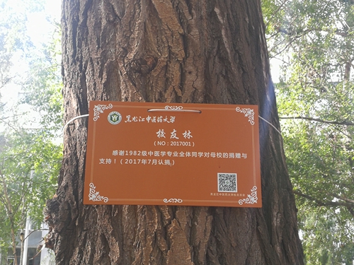 我校校友在学校“校友林”认捐树木